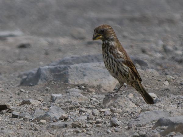 <h3><a href="/trips/tanzania/biota/animalia/chordata/aves/040 passeriformes/114 ploceidae/amblyospiza albifrons/amblyospiza albifrons-nl.html">Amblyospiza&nbsp;albifrons</a> / Thick‑billed&nbsp;weaver / Dikbekwever</h3>OM-1 Mark II met OLYMPUS M.150-400mm F4.5 TC, 1/2000 sec  bij F5.6, ISO 800, afstand 28.1&nbsp;m